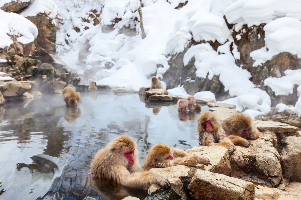 長野県の地獄谷野猿公苑